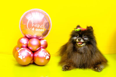 Festa Pet